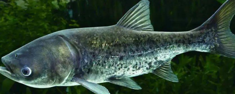 钓鳙鱼的最佳时间，附钓位选择 鲢鳙选钓位