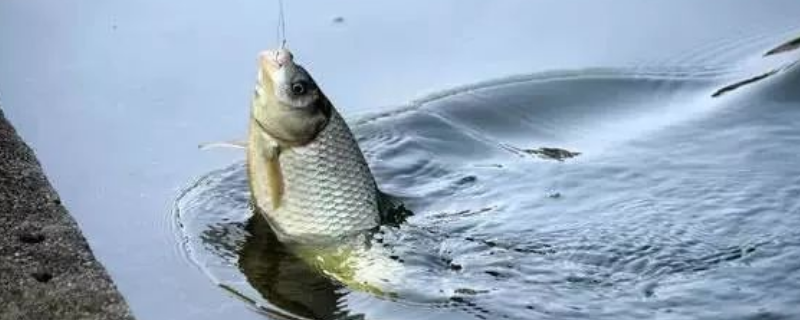 钓鱼送漂是什么原因（钓鱼总是送漂为什么钓不到鱼呢）