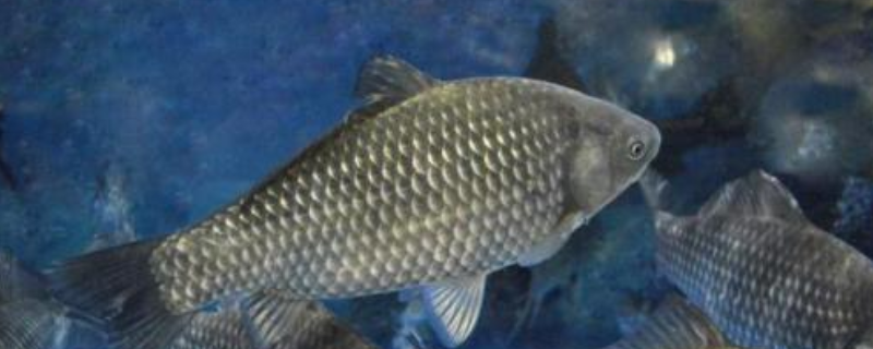 秋天钓鲫鱼饵料配方推荐，详细如下（秋季鲫鱼饵料什么配方好）