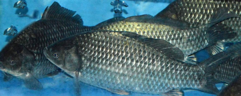 鲫鱼有胡须吗 鲫鱼有胡须吗能吃吗