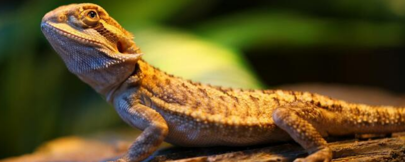 鬃狮蜥是不是保护动物,鬃狮蜥怎么养