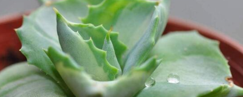 多肉雷神怎么养，注意以下几个方面 多肉雷神能长多大