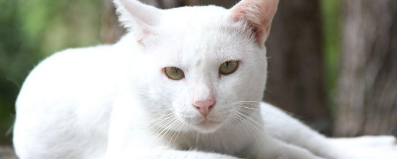 猫咪该如何过冬，需做好这三点 猫咪怎么过冬天