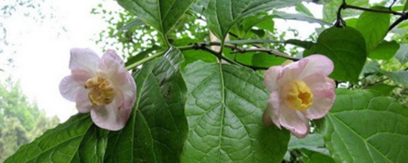 腊梅科夏腊梅什么时候开花 腊梅夏天开花