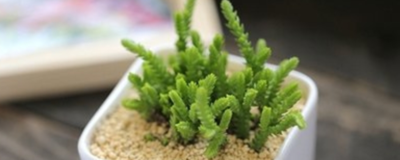 青锁龙属若绿的家庭养殖和注意事项 家中养青锁龙好吗