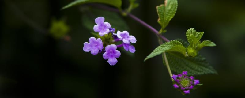 香水草的养殖方法，在栽培2-3年后重植