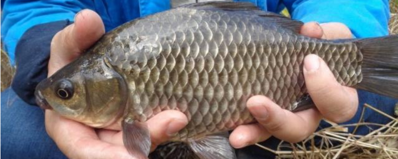 大板鲫和普通鲫鱼有什么区别（大板鲫是什么鲫鱼）