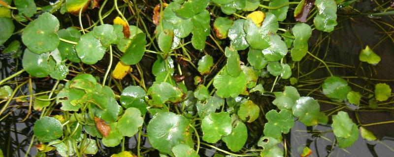 破铜钱草怎么养,以分株法或者扦插法为主