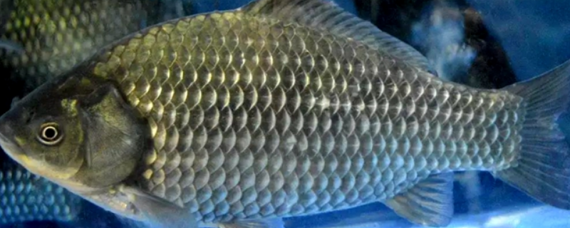 养鲫鱼喂什么食物最好 养鲫鱼喂什么食物最好呢