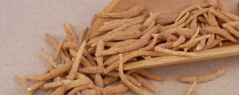 太子参什么时间种植、收获好（太子参什么季节收获）