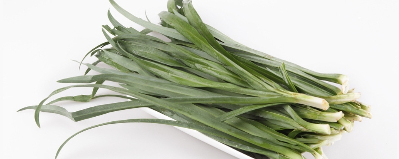 韭菜的种植技术，韭菜种植注意事项 韭菜的种植方法以及注意事项