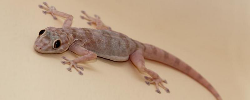 壁虎能生吃吗，附壁虎的生活习性 生吃壁虎有什么作用