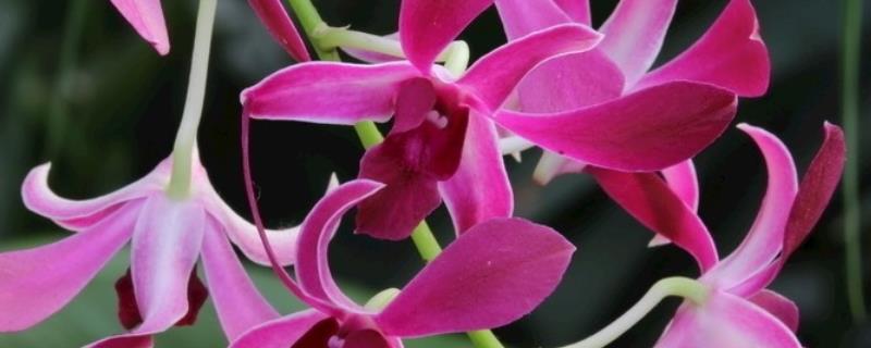 石斛兰的养殖方法和注意事项,如何培育石斛兰