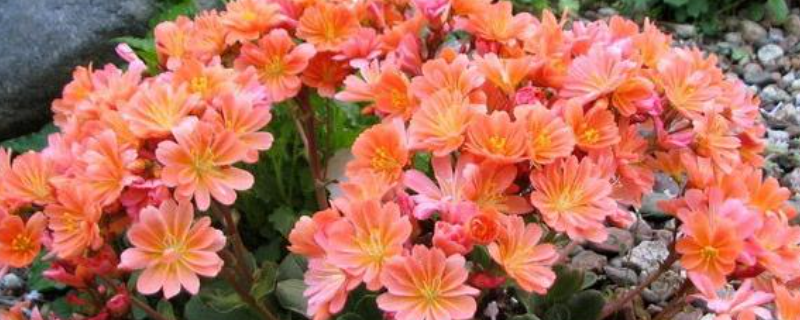 露薇花的养殖方法，附养殖要点（露薇花用什么土种植）