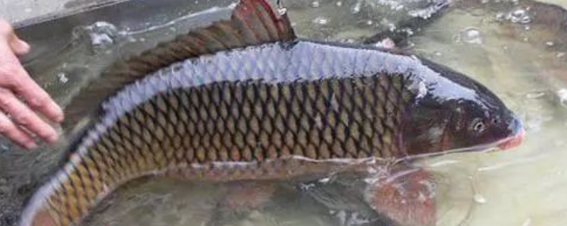 鲤鱼有几个品种（鲤鱼有几个品种图片）