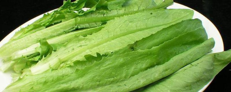 油麦菜是否就是青笋的叶子,油麦菜和青笋叶有什么不同