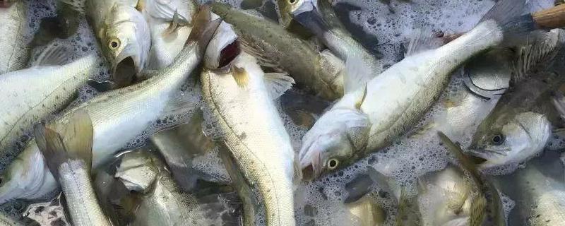 鲈鱼怎么钓上鱼快 鲈鱼怎样钓法