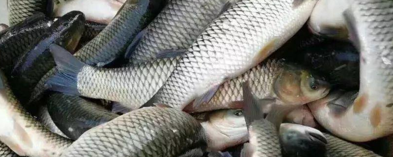 钓草鱼最佳调漂是几目 钓草鱼最佳调漂是几目黑坑