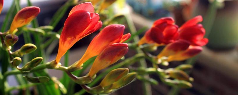 香雪兰的养殖方法是什么 香雪兰的养殖方法