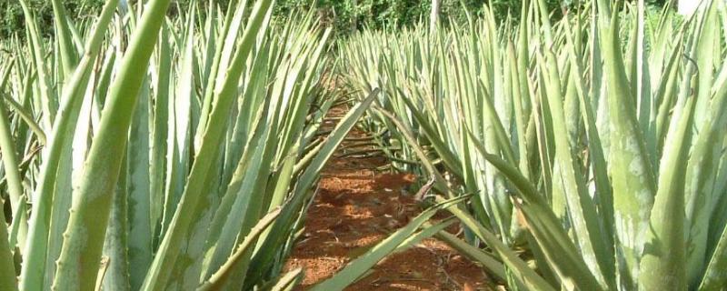 库拉索芦荟的养殖方法,生长习性是什么