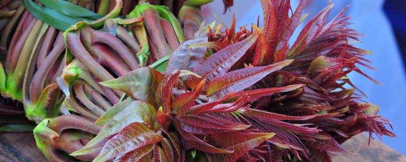 香椿种子怎么种,一般在3-4月份进行播种