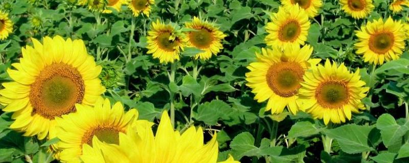 观赏向日葵怎么种 观赏向日葵怎么种才能开花