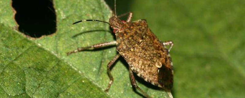 怎么消灭打屁虫,打屁虫的臭味有没有毒