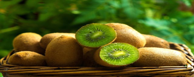 猕猴桃什么时间段吃效果最好,附猕猴桃果脯的制作方法