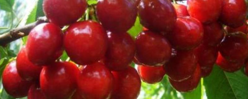盆栽大樱桃怎么养 大樱桃能盆栽吗