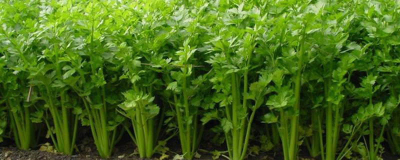 芹菜催芽技术，附注意事项（芹菜浸种催芽方法）