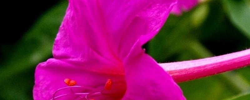 地雷花怎么种,地雷花的价值(地雷花的用途)