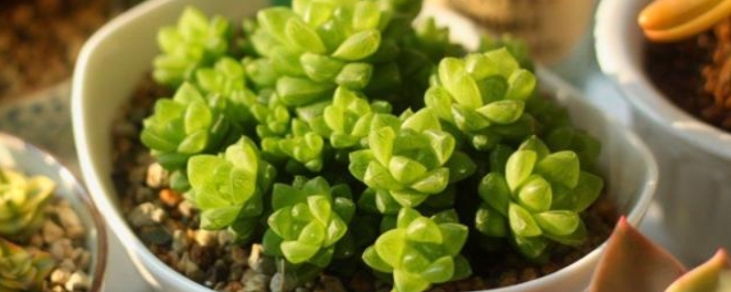 草玉露的养殖方法，保证充足光照（草玉露怎么养）