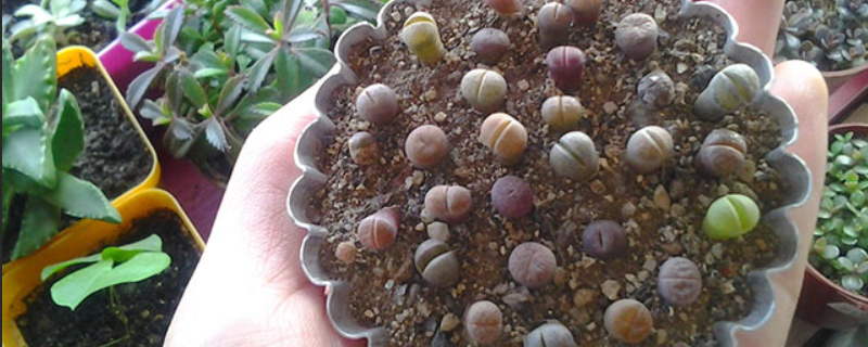 生石花的养殖方法和注意事项,关注生长期和休眠期