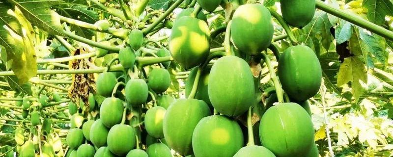 青木瓜直接生吃可以吗，附食用方法 青木瓜能生吃吗?