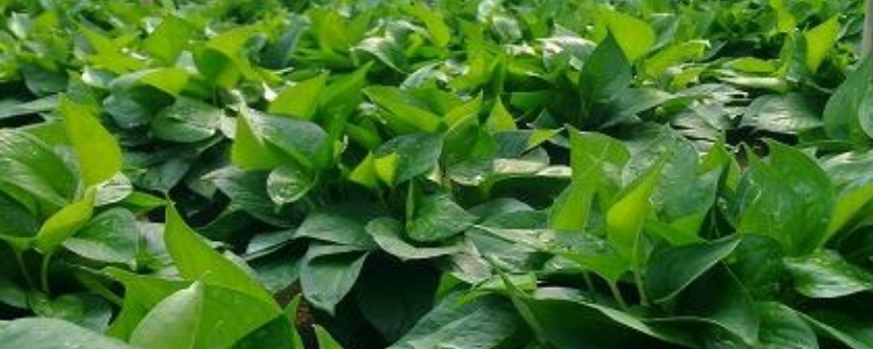 春天绿萝怎么养，从以下几点入手 秋季怎么养绿萝才茂盛