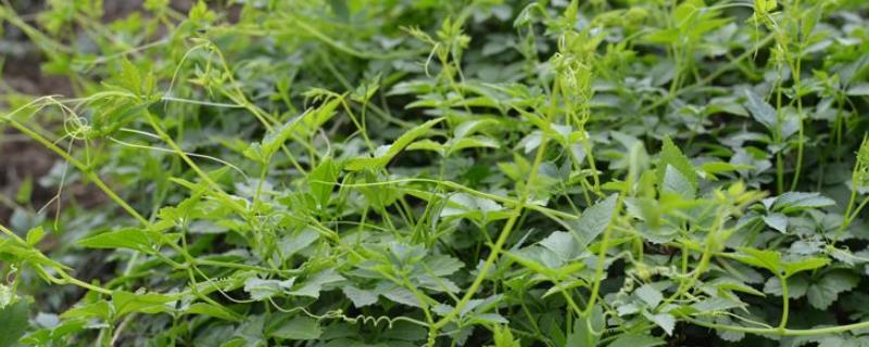 绞股蓝种植技术，宜在春秋季节播种 绞股蓝什么季节种植