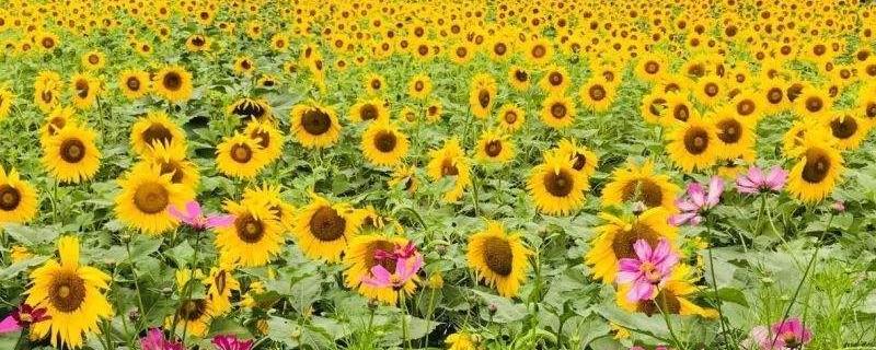 油葵种植技术，适时播种，及时防治病虫害