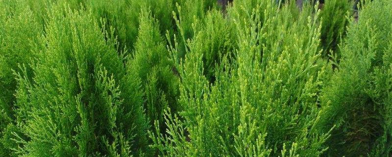 侧柏种植技术，侧柏种植环境（侧柏的栽培技术）