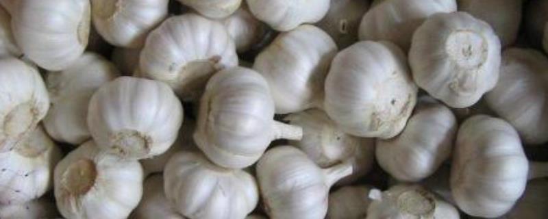 大蒜种植技术，大蒜的田间管理 大蒜的种植技术和田间管理