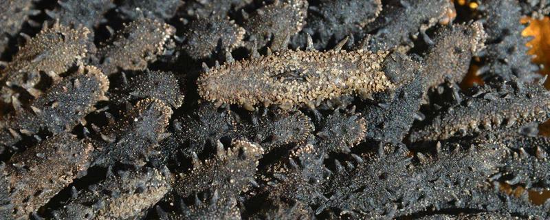 干海参的保质期，附保存方法 干海参的保存方法及保质期