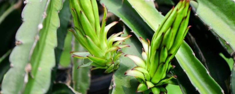 龙骨花的养殖方法，附注意事项（龙骨花的夏季养殖方法和注意事项）