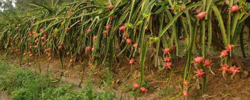 火龙果种苗多少钱,附产地与种类介绍