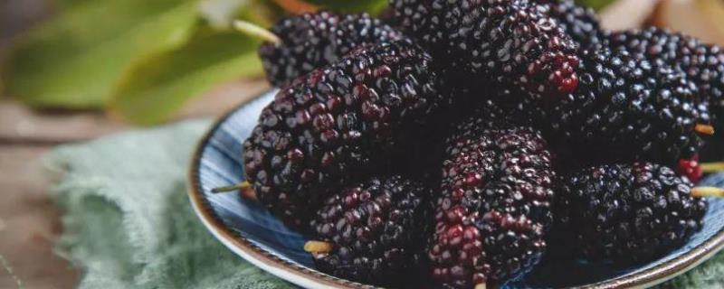 桑椹结果需要几年，附种植方法（桑椹的种植环境和生长简介）