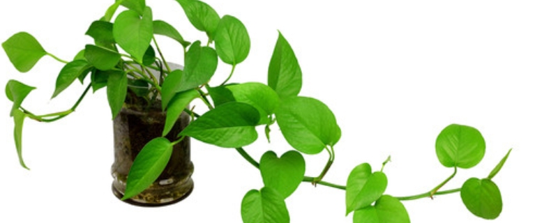 水培绿萝怎么养长得快,绿萝养殖注意事项