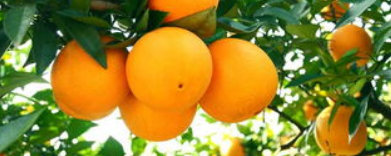 哪些水果含维C，维C水果一天吃几个 一个水果含多少维c