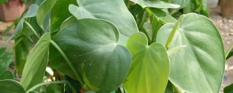 心叶藤的养殖方法和注意事项 心叶藤用什么土