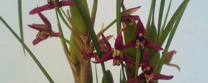 腋唇兰的养殖方法和注意事项 腋唇兰的种植方法