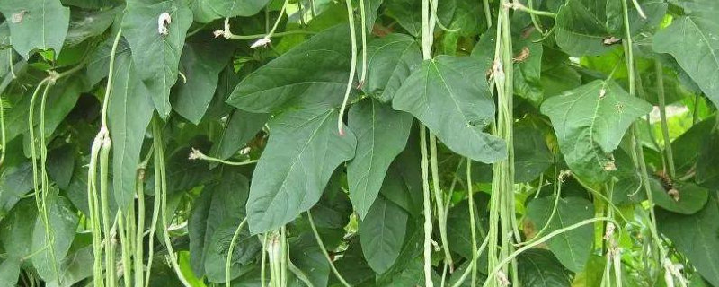 豇豆高产种植技术，详细介绍 豇豆的栽培技术