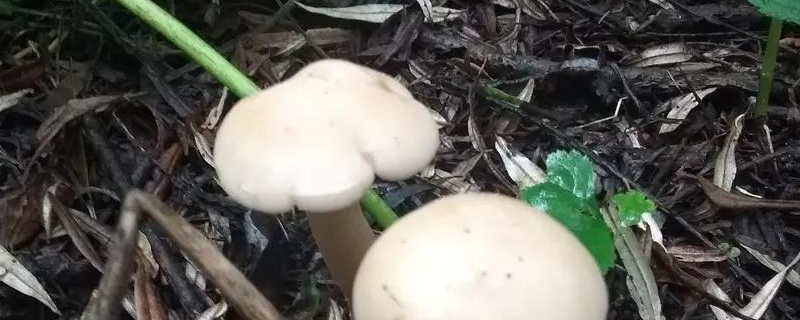 草菇栽培技术，详细介绍 草菇的种植技术方法