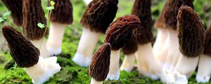 羊肚菌高效栽培技术。详细介绍 栽培羊肚菌的技术